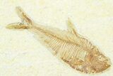 Slab With Two Fossil Fish (Diplomystus & Knightia) - Wyoming #369545-1